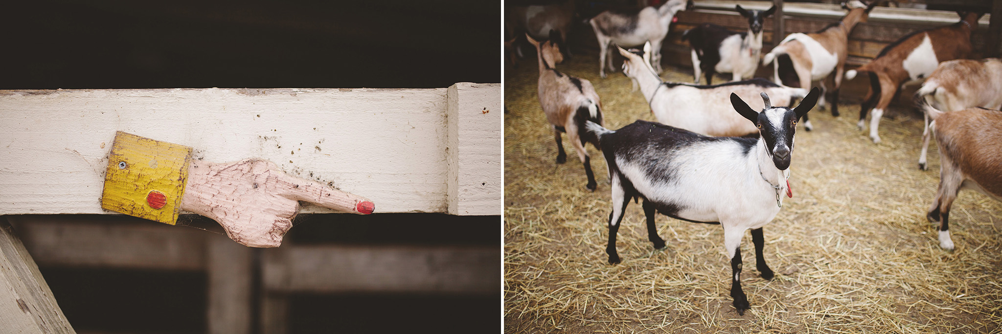 Harley goat farm wedding pictures in Pescadero california